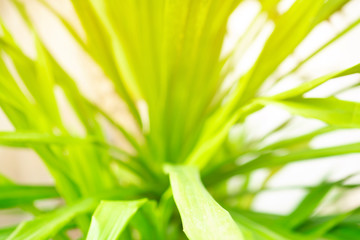 Wall Mural - abstract bokeh blur tree nature background with sunlight on summer.