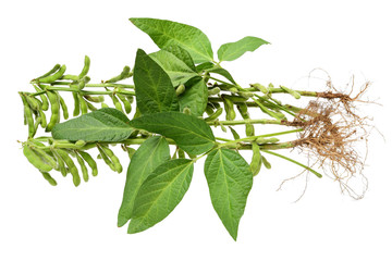 Wall Mural - Fresh harvested soybean (edamame) plant isolated on white background