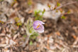 Close up of a Pulsatilla flower in the spring. Pink flower in the forest.