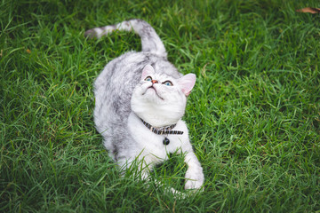 Wall Mural - silver cute cat on green grass