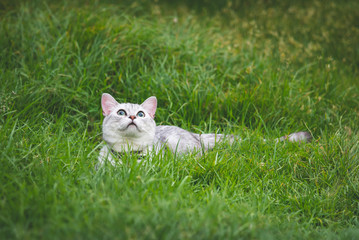 Poster - silver cute cat on green grass