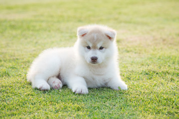 Wall Mural - siberian husky puppy on grass under sunlight