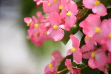 Close Up Pink Begonia Flowers With Green Leafs In The Park.