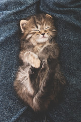 Wall Mural - Close up of cute tabby  kitten sleeping