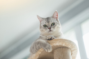 Wall Mural - cat looking up on cat tower