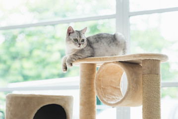 Poster - cat looking up on cat tower