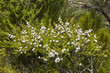 New Zealand manuka bush with tiny white flowers in bloom