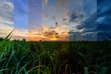 Different Shade Color Of Sugarcane Field In Sunset Time