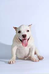 Wall Mural - 3 months pitbull dog on white background 