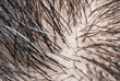 Macro photography of gray hair and black hair on Scalp.