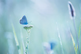 Little blue butterfly bluehead on a yarrow flower in a meadow. Artistic tender photo.