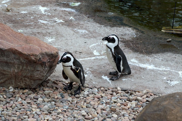 WROCLAW, POLAND - MAY 20, 2019: The Wroclaw Africarium (Polish: Afrykarium) is the only themed oceanarium devoted solely to exhibiting the fauna of Africa. Is a part of the Zoo in Wroclaw, Poland.