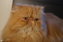 Retrato De Un Gato Persa Llamado Charly