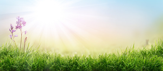Wall Mural - lush spring green grass background with a sunny summer blue sky over fields and bluebell pastures.