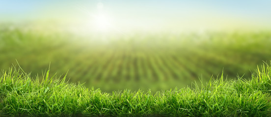 Wall Mural - lush spring green grass background crops growing on farmland in the distance.