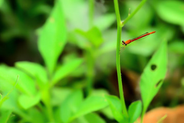 Wall Mural - Dragonflies never fly perched on a leaf.