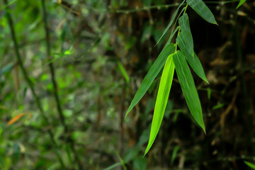 Wall Mural - The new bamboo leaves are still light green.