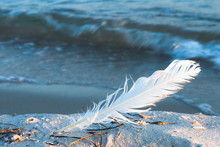 Seagull Feather On The Sea Beach