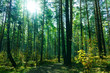 © Supertrooper - Summer Forest Background