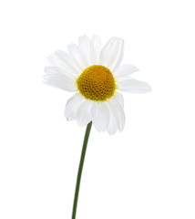 Wall Mural - Chamomile flower isolated on white background, with clipping path