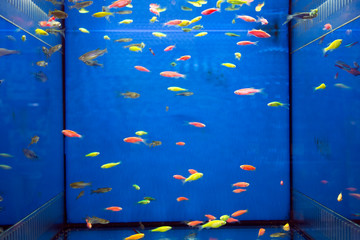 Wall Mural - Tropical fish Aquarium - Penguin tetra and neon