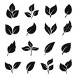 © Vikivector - Leaf silhouette black set, decoration element design
