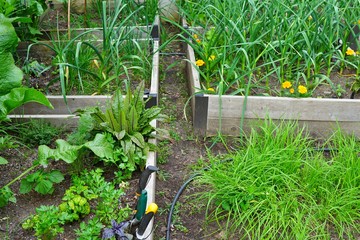 Raised bed container vegetable garden in spring