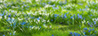 Blue and white scilla siberica or scilla siberica early flowers, snowdrops, spring panoramic view. Lovely spring flower wallpaper
