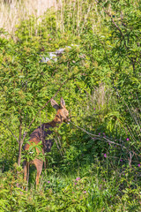 Wall Mural - Roe deer walking among the bushes on a clearcut in summer greenery