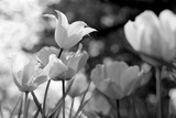 Fototapeta Tulipany - Spring tulips in the park, black and white