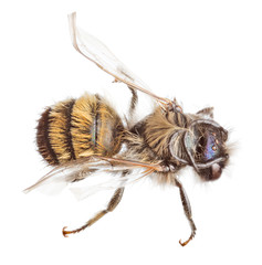 isolated on white fluffy small bee