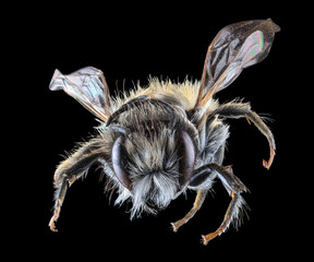 small isolated on black fluffy bee
