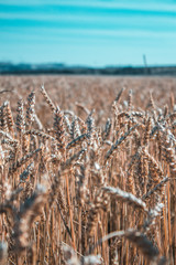 wheat in the field on a sunny day