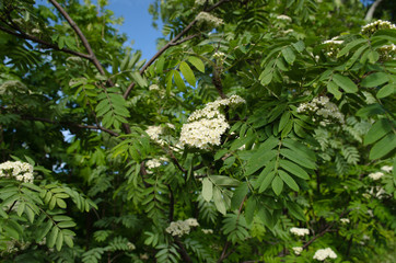 Canvas Print - blooming mountain ash closeup, flower