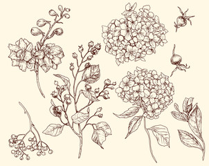 Paradise botany Valentine's day branch blooming flower dogrose