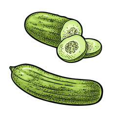 Wall Mural - Fresh green cucumbers - whole, half, slices. Vector vintage engraving