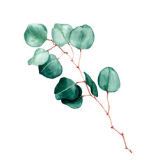 Wall Mural - Watercolor hand painted eucalyptus leaves and branche.