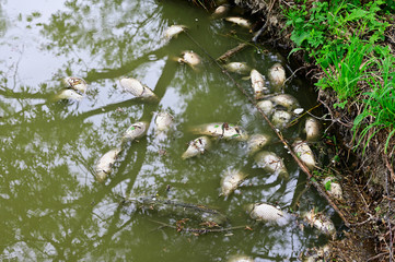 Wall Mural - Dead carp on lake surface.