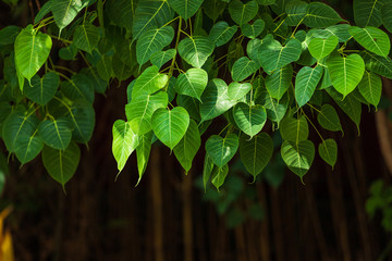 Green leaf Pho leaf (Bo leaf) background in the forest bo tree is a leaf representing Buddhism in thailand.