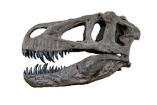The Skull Of Torvosaurus Large Carnivore Dinosaur From Jurassic Period - Left Profile Isolated On White Background