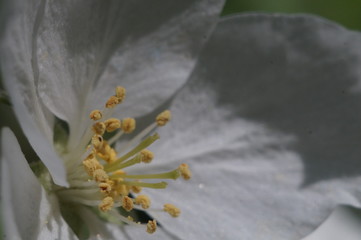 Closeup. Inside the apple tree flower. In the zone of sharpness stamens, pistils and pollen.