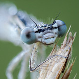 Kopf einer Libelle Nahaufnahme makro