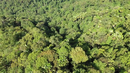 Poster - Rainforest. Forest in Malaysia 