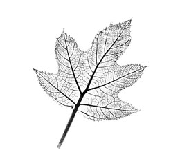 Black and white ink stamp of a leaf with organic texture. Isolated detailed realistic leaf from tree or plant.