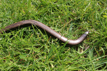 Wall Mural - Anguis fragilis or Common Slowworm moving through the grass in the sunshine