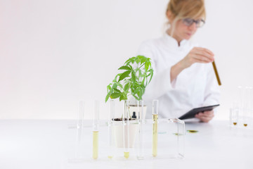 Wall Mural - Scientist checking a pharmaceutical cbd oil in a laboratory with a tablet