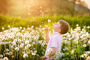 Adorable cute school boy blowing on a dandelion flower on the nature in the summer. Happy healthy beautiful child with blowball, having fun. Bright sunset light, active kid.