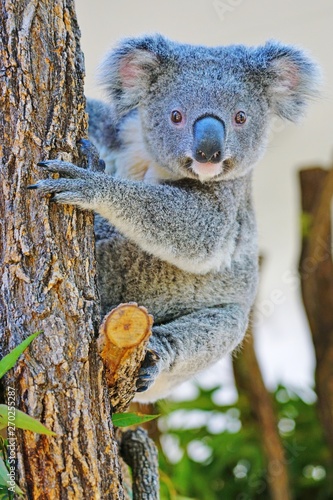 A Koala On A Eucalyptus Gum Tree In Australia Buy This Stock