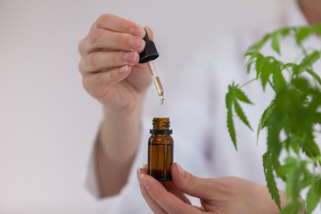 Wall Mural - Scientist holding a bowl with cbd oil