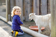 © Irina Schmidt - Adorable cute toddler girl feeding little goats and sheeps on a kids farm. Beautiful baby child petting animals in the zoo. Excited and happy girl on family weekend.